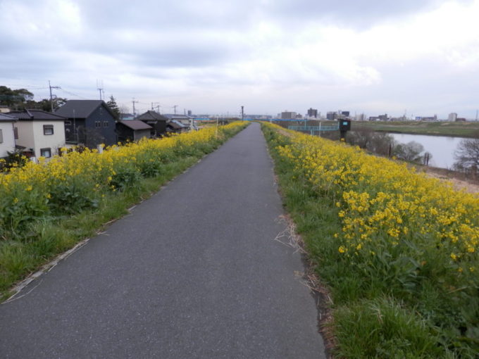 江戸川サイクリングロードの菜の花