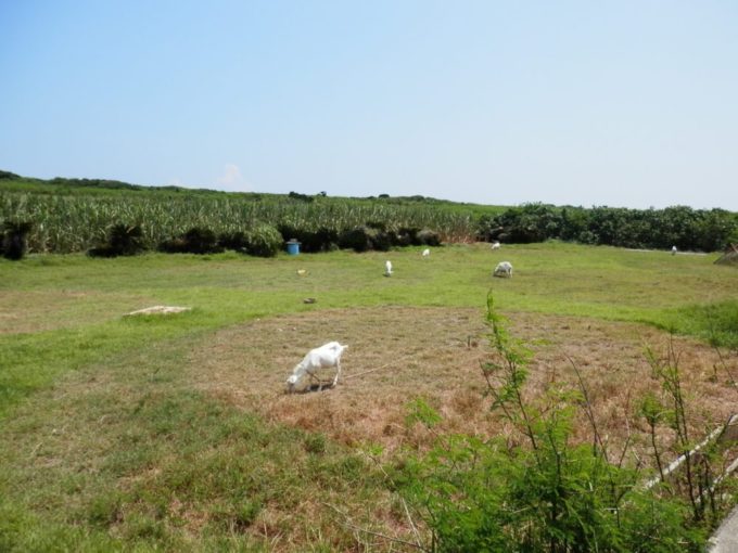 波照間島に放牧されているヤギ