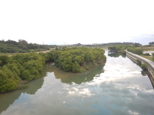億首川のマングローブ林