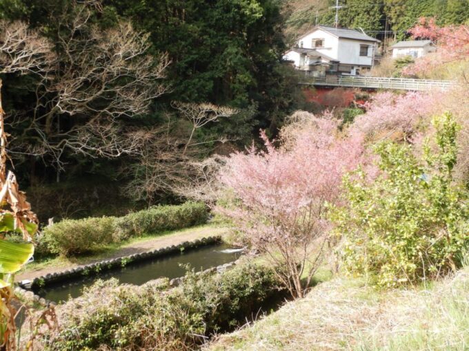 神奈川県道740号・小田原湯河原線、桜の木
