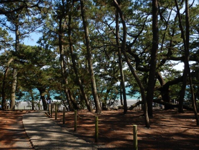 三保の松原、遊歩道