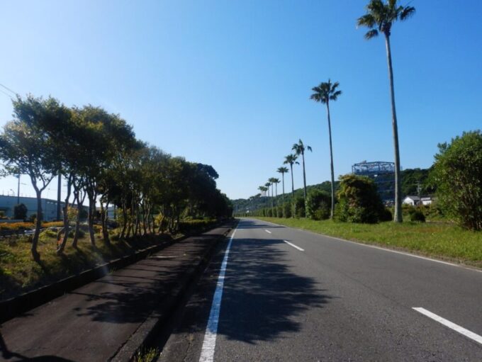 静岡県御前崎市の御前崎ヤシの木通り