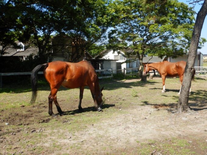 静岡県御前崎市、パロミノ・ポニークラブ