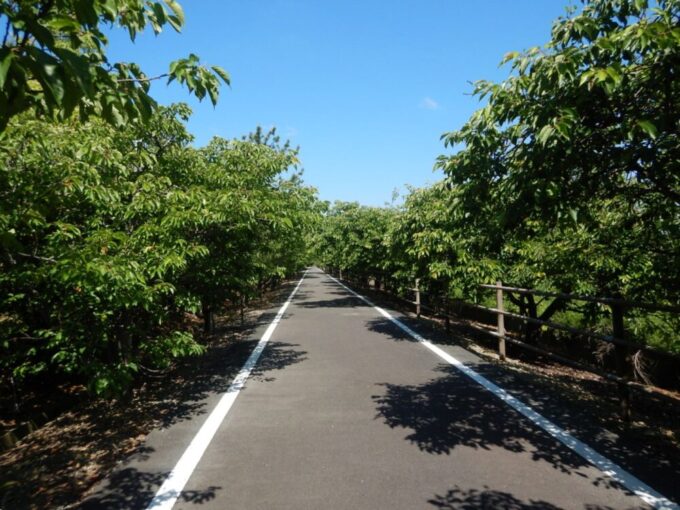 浜松御前崎自転車道